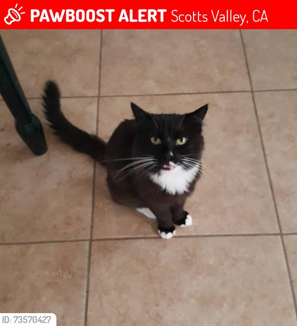 Lost Male Cat last seen Near quien Sabe rd scotts valley, Scotts Valley, CA 95066