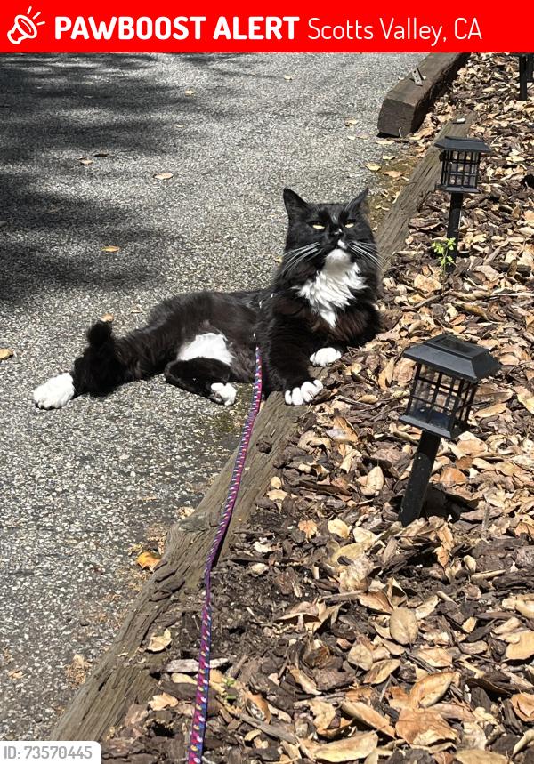 Lost Male Cat last seen Mount Hermon, Scotts Valley, CA 95066