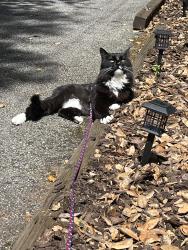 Lost Male Cat last seen Mount Hermon, Scotts Valley, CA 95066