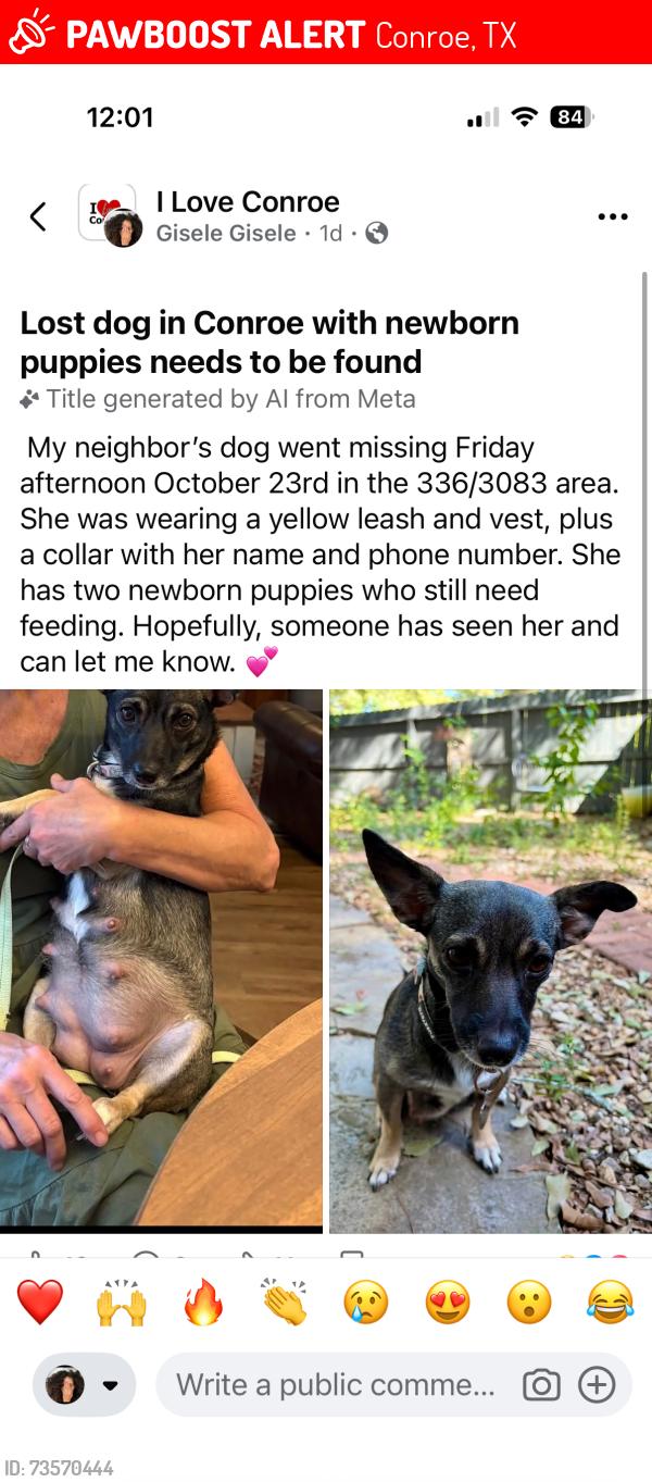 Lost Female Dog last seen Conroe, Texas 336/3083, Conroe, TX 77301