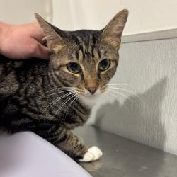 Shelter Stray Female Cat last seen , 3607 N Armenia Ave, Tampa, FL 33607, USA