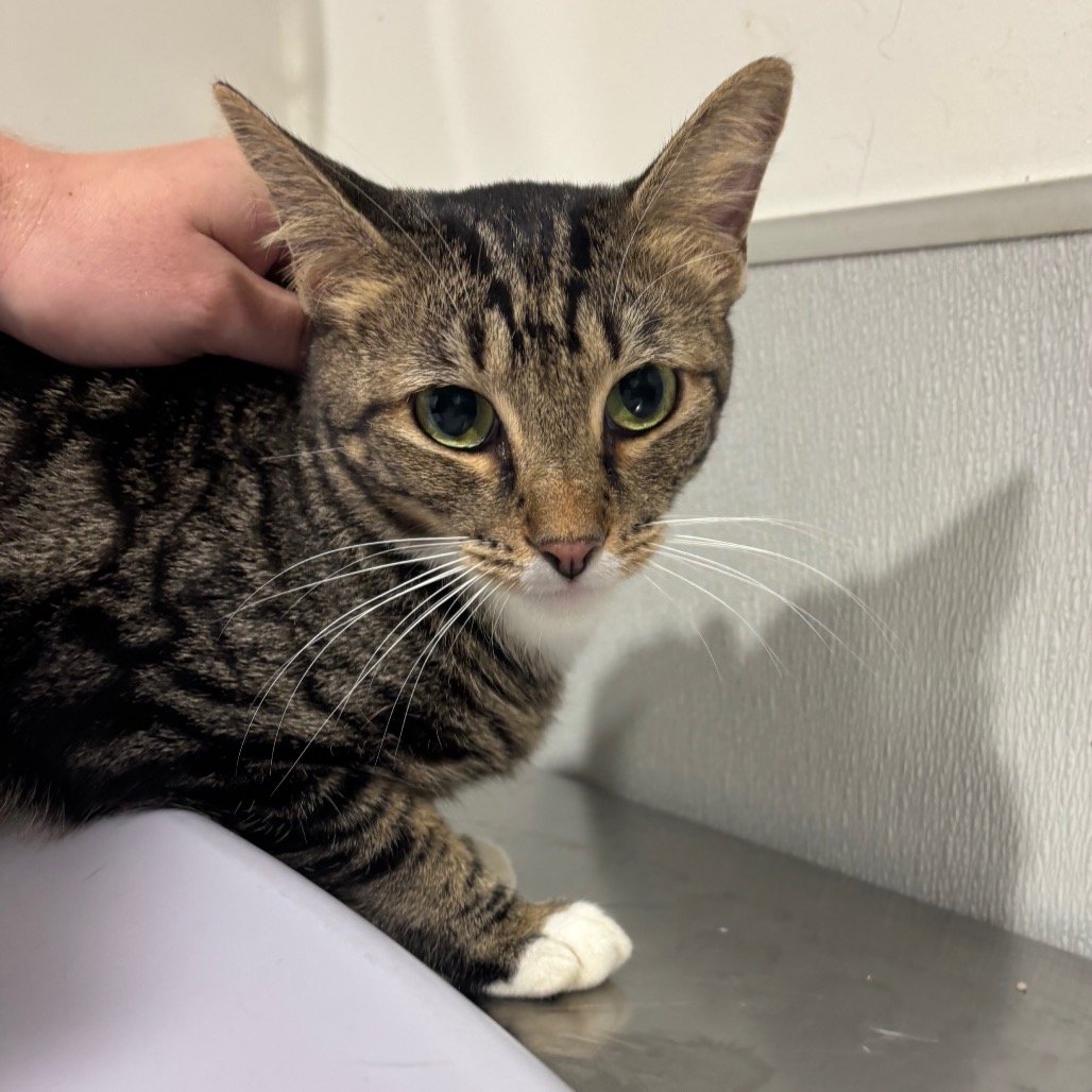 Shelter Stray Female Cat last seen , 3607 N Armenia Ave, Tampa, FL 33607, USA