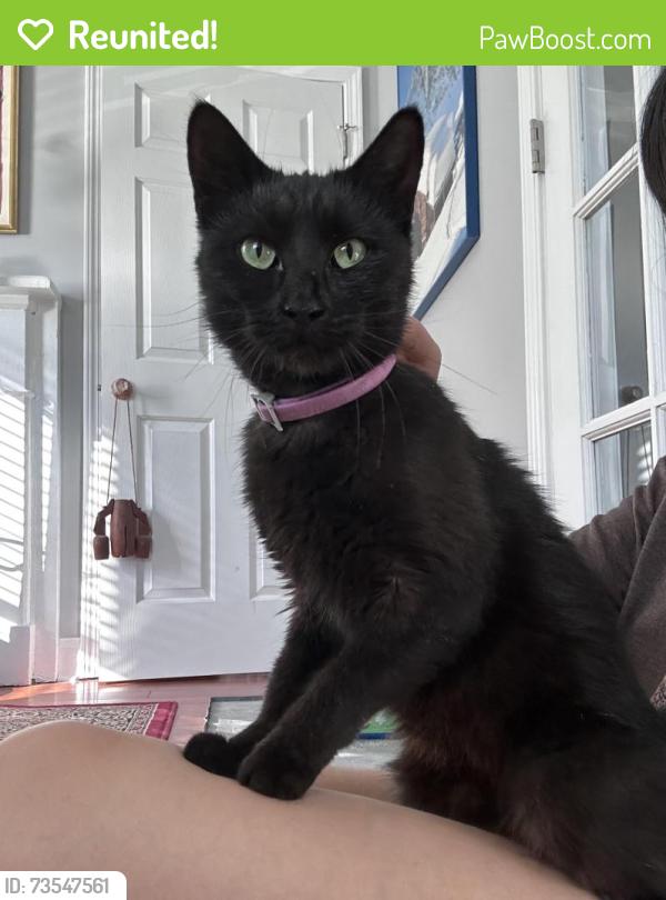 Reunited Female Cat last seen Hargett & Camden, Raleigh, NC 27601