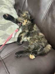 Lost Female Cat last seen Dufferin and eglington, Toronto, ON M6E 1W9