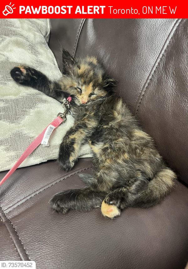 Lost Female Cat last seen Dufferin and eglington, Toronto, ON M6E 1W9