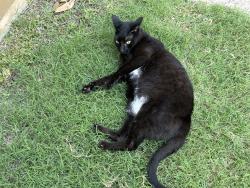 Lost Female Cat last seen Glenn Lakes, Missouri City, TX 77459