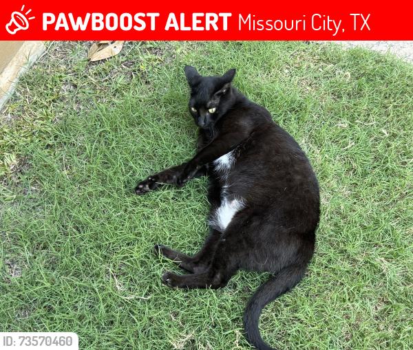 Lost Female Cat last seen Glenn Lakes, Missouri City, TX 77459