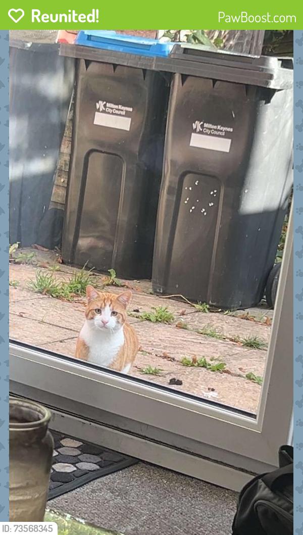 Reunited Unknown Cat last seen Whaddon way back garden, Bletchley, England 