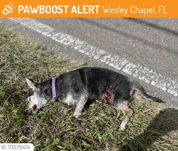 Found/Stray Unknown Dog last seen Jacana Dr, Wesley Chapel, FL 33544