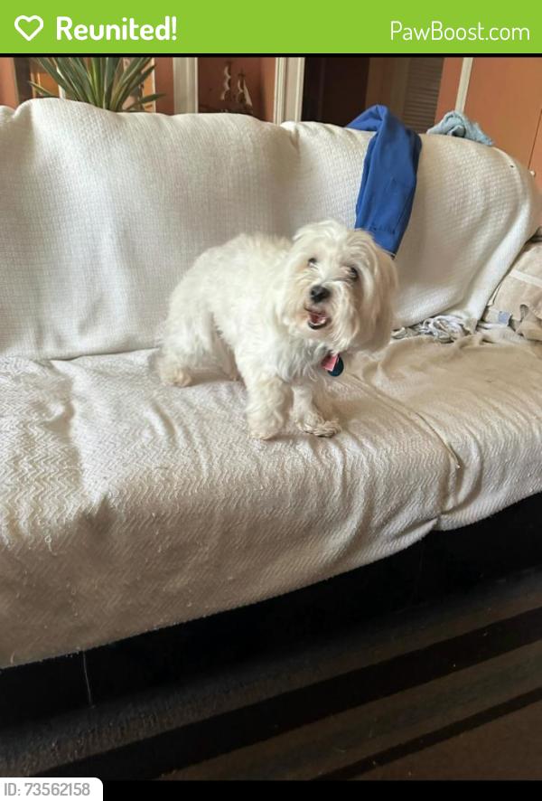 Reunited Male Dog last seen Tanglewood and Mizell, Duncanville, TX 75116