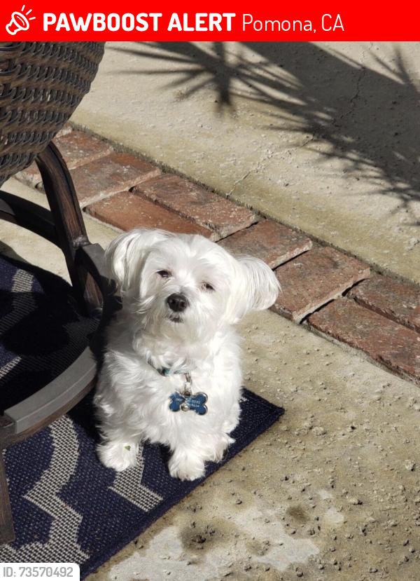 Lost Male Dog last seen diamond ranch high school & decker elementary school, Pomona, CA 91766