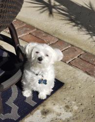 Lost Male Dog last seen diamond ranch high school & decker elementary school, Pomona, CA 91766