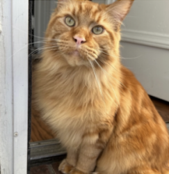Reunited Male Cat last seen East 28th Street between Avenue W and X, Brooklyn, NY 11229