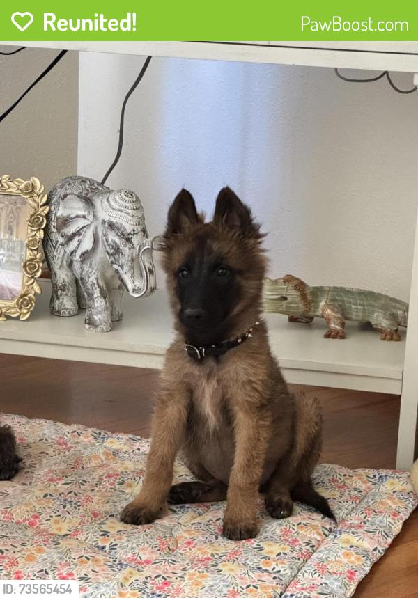 Reunited Male Dog last seen Andrade way sacramento, Sacramento, CA 95608