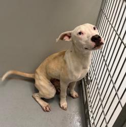 Shelter Stray Male Dog last seen Forest park, 8485 E Reno Ave, Midwest City, OK 73110, USA