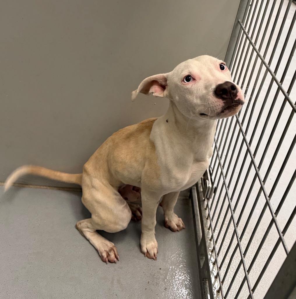 Shelter Stray Male Dog last seen Forest park, 8485 E Reno Ave, Midwest City, OK 73110, USA