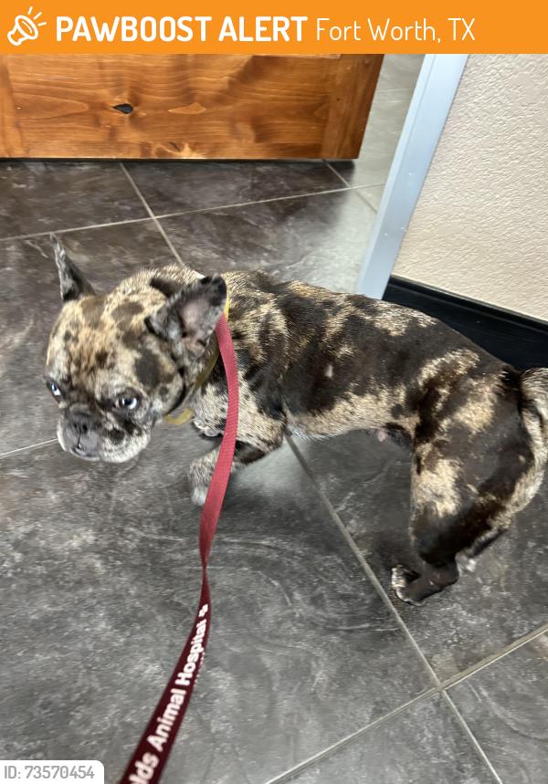 Found/Stray Female Dog last seen Tarrant and N Beach, Fort Worth, TX 76244
