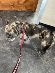 Found/Stray Female Dog last seen Tarrant and N Beach, Fort Worth, TX 76244