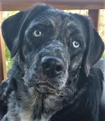 Reunited Female Dog last seen Terra Way and Mauana Way Citrus Heights, Citrus Heights, CA 95610