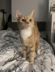 Lost Female Cat last seen By McDonalds and Sainsbury’s, Newport, Wales NP20 5NG