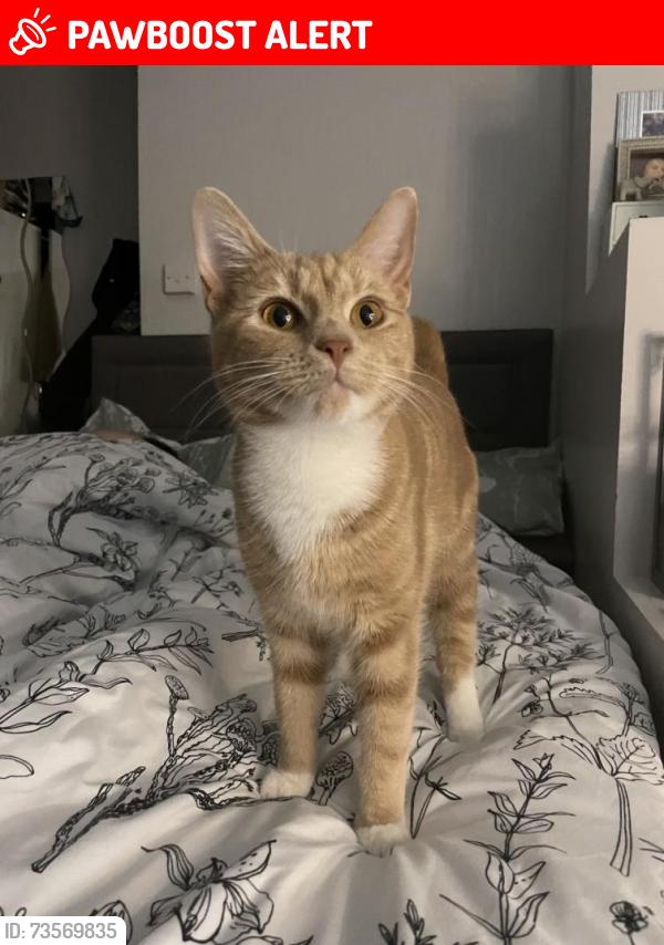 Lost Female Cat last seen By McDonalds and Sainsbury’s, Newport, Wales NP20 5NG