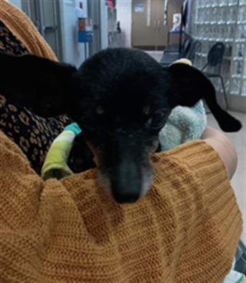Shelter Stray Female Dog last seen CREELY DRIVE SW, 4950 SW Triana Blvd, Huntsville, AL 35805, USA
