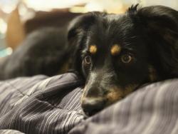 Reunited Female Dog last seen Near 27th St, Lubbock, TX 79407, USA, Lubbock, TX 79407