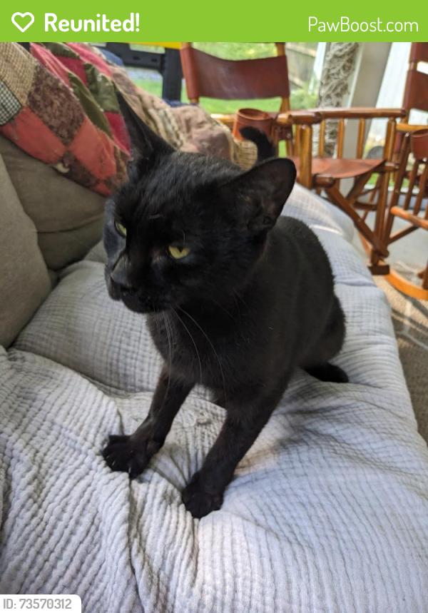 Reunited Female Cat last seen Mobil gas station on Hamilton Ave: 815 Hamilton Ave, Waterbury, CT 06706, Waterbury, CT 06706