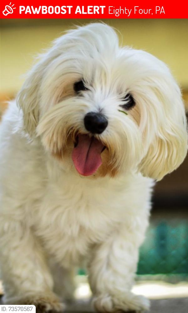 Lost Male Dog last seen Near Munntown Rd, Eighty Four, PA, 15330, Eighty Four, PA 15330
