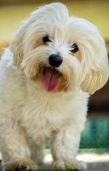 Lost Male Dog last seen Near Munntown Rd, Eighty Four, PA, 15330, Eighty Four, PA 15330