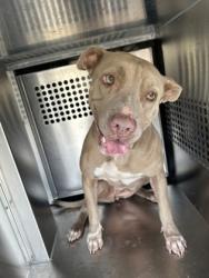 Shelter Stray Female Dog last seen Near Trinidad Dr., East District, TX, 355 Hillshire Dr, Haslet, TX 76052, USA