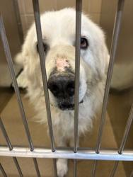 Shelter Stray Unknown Dog last seen Near Elsmere, Duncanville, TX, 1150 E Pleasant Run Rd, Cedar Hill, TX 75104, USA