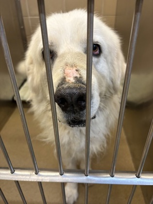 Shelter Stray Unknown Dog last seen Near Elsmere, Duncanville, TX, 1150 E Pleasant Run Rd, Cedar Hill, TX 75104, USA