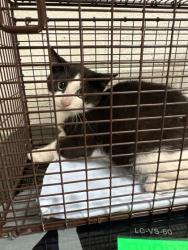 Shelter Stray Unknown Cat last seen Near Avondale Ave B, City of Knoxville ASO, TN, 3201 Division St, Knoxville, TN 37919, USA