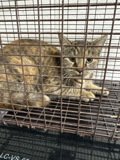 Shelter Stray Unknown Cat last seen Near Avondale Ave B, City of Knoxville ASO, TN, 3201 Division St, Knoxville, TN 37919, USA
