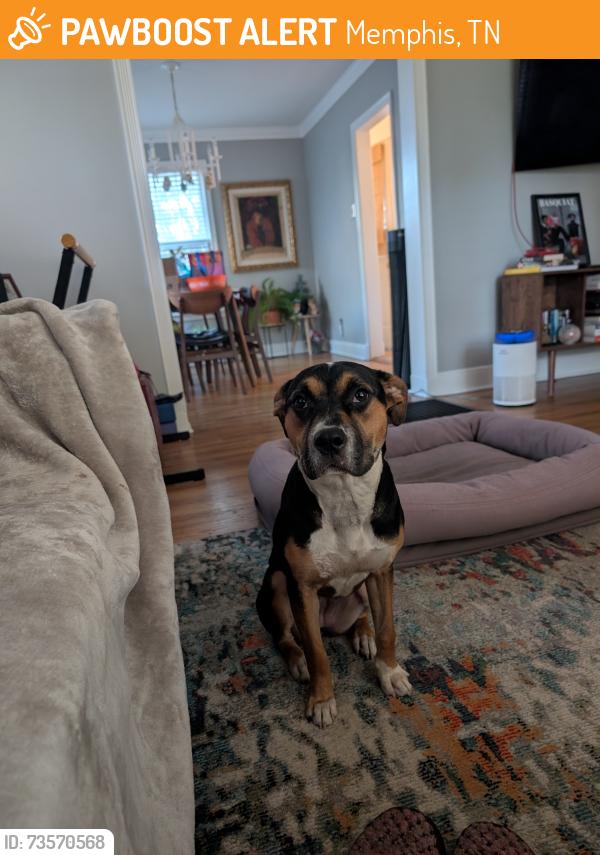 Found/Stray Female Dog last seen Highland Avenue, Memphis, TN 38122