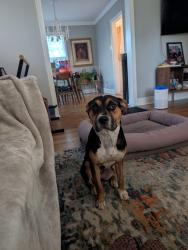 Found/Stray Female Dog last seen Highland Avenue, Memphis, TN 38122