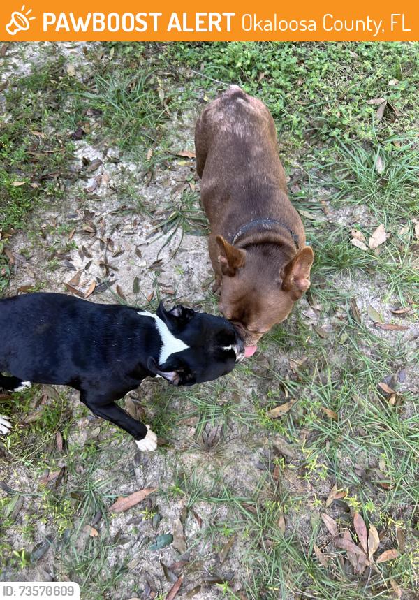 Found/Stray Unknown Dog last seen Auburn Rd, Okaloosa County, FL 32539