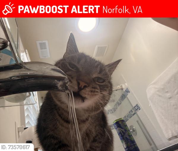 Lost Male Cat last seen Ashland ave and Norway Pl, Norfolk, VA 23509