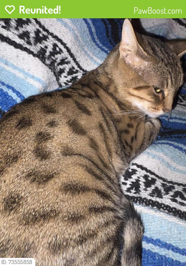 Reunited Female Cat last seen Welsh Lane, Jacksonville, NC 28543