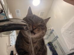 Lost Male Cat last seen Ashland ave and Norway Pl, Norfolk, VA 23509