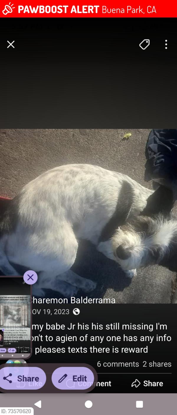 Lost Male Dog last seen Beach orangwould, Buena Park, CA 90621