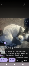 Lost Male Dog last seen Beach orangwould, Buena Park, CA 90621