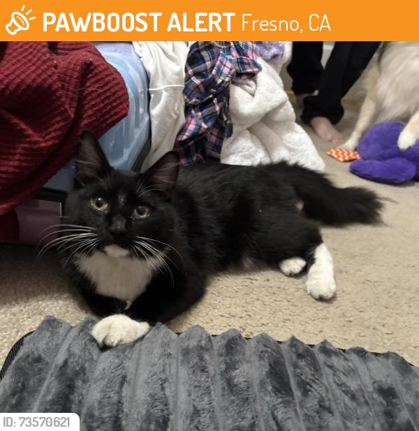 Found/Stray Unknown Cat last seen Figarden Dr & Sierra, Fresno, CA 93711