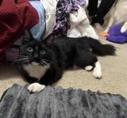 Found/Stray Unknown Cat last seen Figarden Dr & Sierra, Fresno, CA 93711