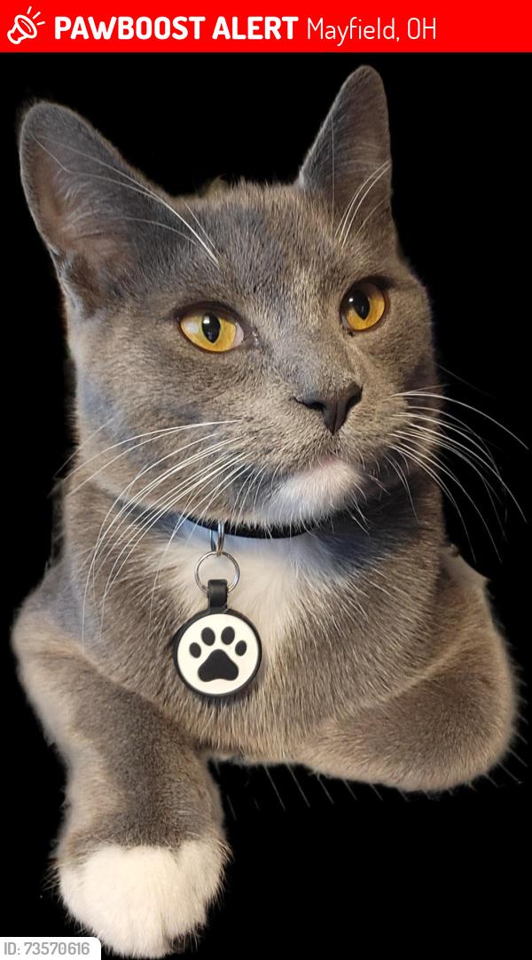 Lost Male Cat last seen SOM Center Road and Bonnieview Rd Mayfield Village, Mayfield, OH 44143