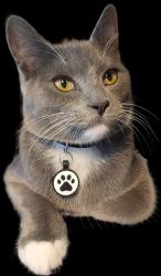Lost Male Cat last seen SOM Center Road and Bonnieview Rd Mayfield Village, Mayfield, OH 44143