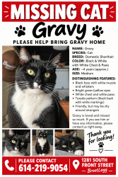 Lost Male Cat last seen South Front Street & West Moler Street, Columbus, OH 43206