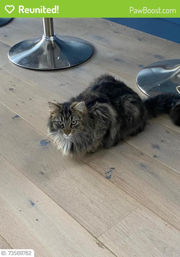 Reunited Male Cat last seen The Ridgeway, Amersham, Buckinghamshire, England 