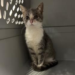 Shelter Stray Female Cat last seen Near NW State Street, ANKENY, IA, 50023, Des Moines, IA 50313